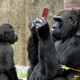 Illustration for article titled Real Life Donkey Kong Playing With His Nintendo DS